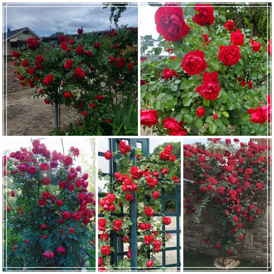 Florentina róże pnące